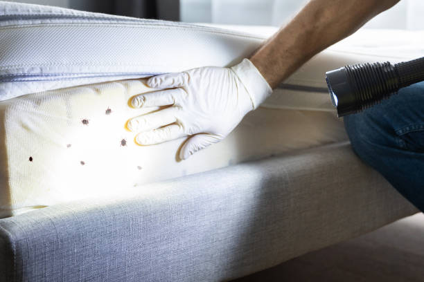 Best Termite Control Services  in Croswell, MI