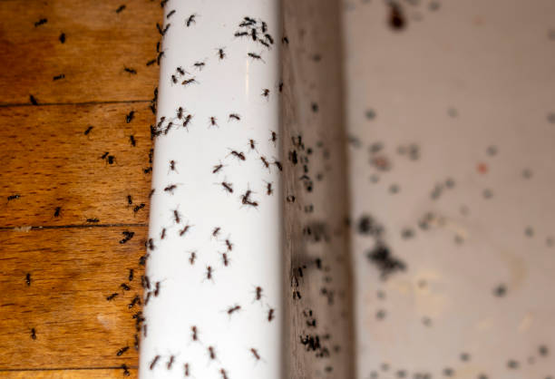 Best Commercial Pest Control Services  in Croswell, MI